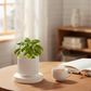 BloomLight Samen