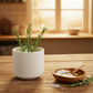 BloomLight Samen